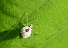 Nigma puella