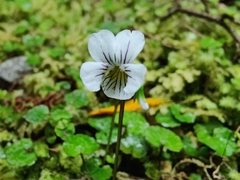 Viola filicaulis
