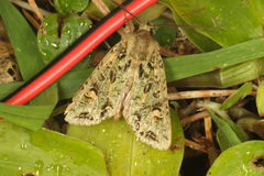 Ichneutica plena