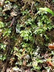 Hymenophyllum minimum