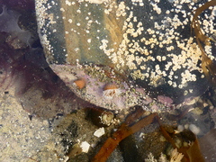 Anthothoe albocincta