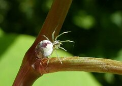 Nigma puella