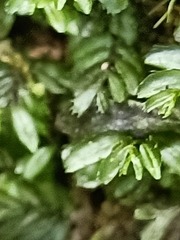 Hymenophyllum minimum