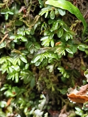 Hymenophyllum minimum