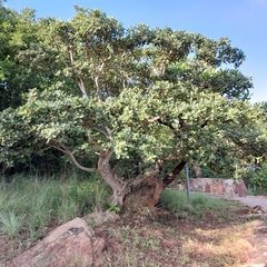 Ficus stuhlmannii