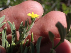 Osteospermum calendulaceum