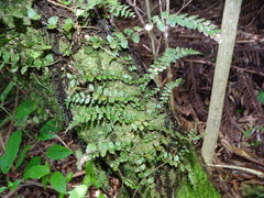 Blechnum filiforme