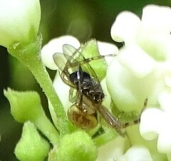 Diaea