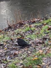 Turdus merula