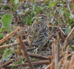 Calandrella dukhunensis