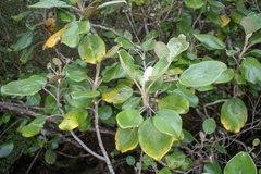 Brachyglottis rotundifolia