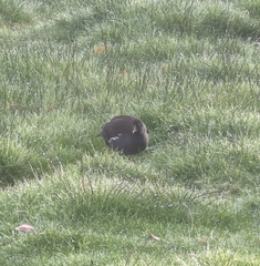 Gallinula chloropus