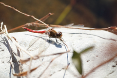 Sympetrum frequens