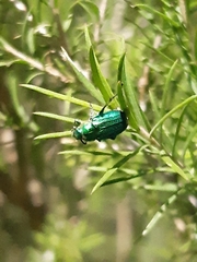 Diphucephala