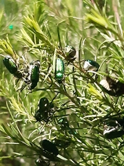 Diphucephala