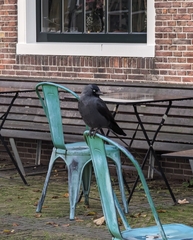 Corvus monedula