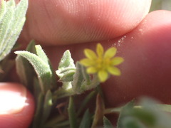 Osteospermum calendulaceum