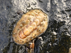 Acanthochitona zelandica