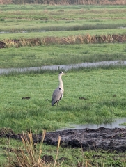 Ardea cinerea