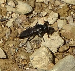 Tachysphex nigerrimus