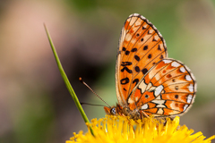 Boloria euphrosyne