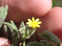 Osteospermum calendulaceum