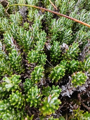 Celmisia ramulosa ramulosa