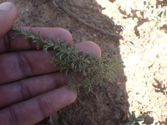 Jamesbrittenia foliolosa