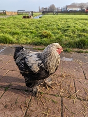 Gallus gallus domesticus