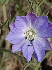 Malesherbia linearifolia