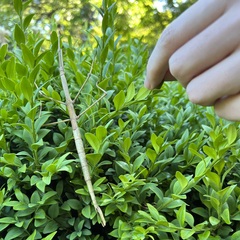 Ctenomorpha marginipennis