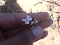 Jamesbrittenia foliolosa