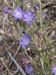 Malesherbia linearifolia
