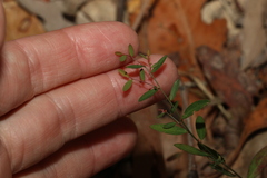 Phyllanthus virgatus