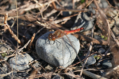 Sympetrum frequens