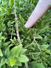 Ctenomorpha marginipennis