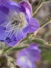 Malesherbia linearifolia