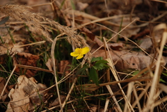 Anemonoides ranunculoides