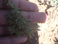 Jamesbrittenia foliolosa