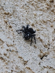 Phidippus audax