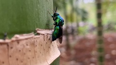 Stilbum