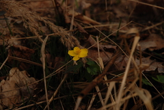 Anemonoides ranunculoides