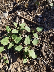 Sphaeralcea