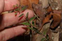Phyllanthus virgatus