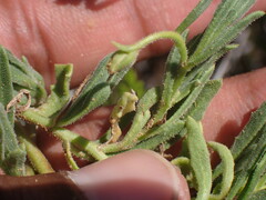 Osteospermum calendulaceum