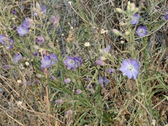 Malesherbia linearifolia