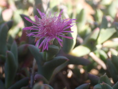 Ruschia uncinata