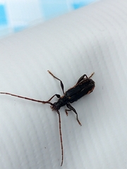 Callidiopis scutellaris