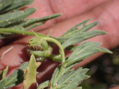 Osteospermum calendulaceum