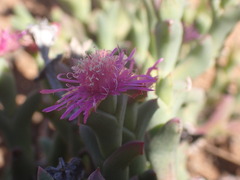 Ruschia uncinata